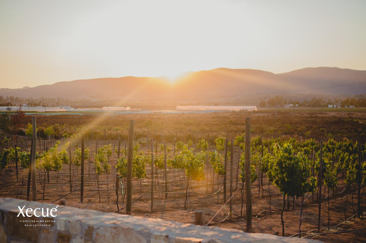 Vinos Xecue Hotel Ensenada Luaran gambar